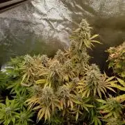 Green Gelato Auto RQS