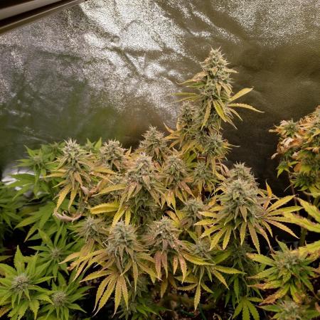 Green Gelato Auto RQS