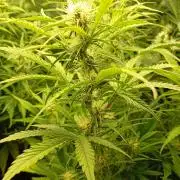 Mango Cherry Runtz Auto Fastbuds