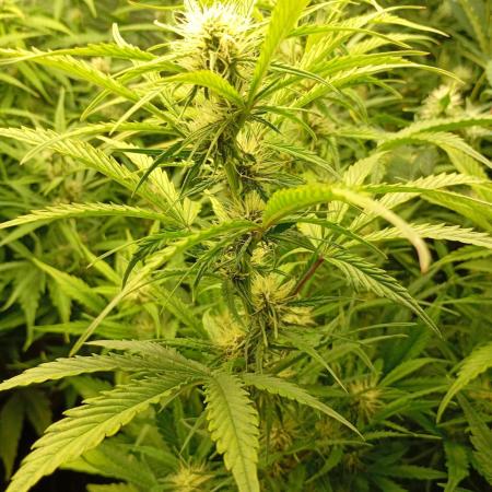 Mango Cherry Runtz Auto Fastbuds