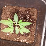 Space Cookies Auto Delicious Seeds
