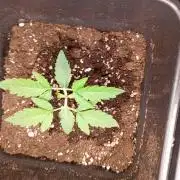 Space Cookies Auto Delicious Seeds
