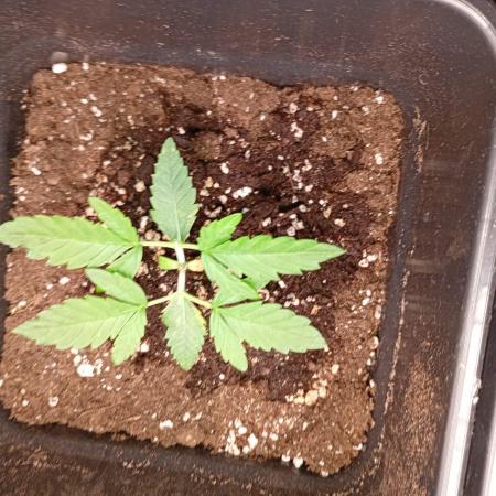 Space Cookies Auto Delicious Seeds