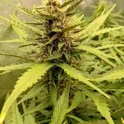 Purple Lemonade Auto RF3 Fastbuds