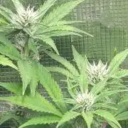 Purple Lemonade Auto RQS