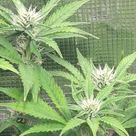 Purple Lemonade Auto RQS