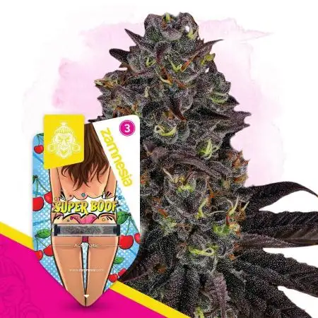 Super Boof Auto Zamnesia