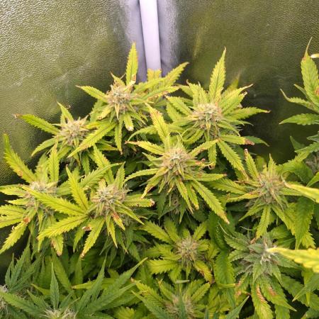 Grape Pop Rocks Auto Anesia Seeds