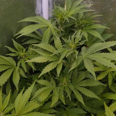 Purple Lemonade Auto RQS