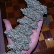 Banana Purple Punch Auto Fastbuds