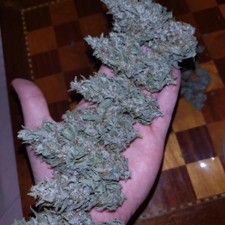 Banana Purple Punch Auto Fastbuds