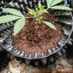 Green Gelato Auto RQS