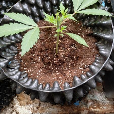 Green Gelato Auto RQS