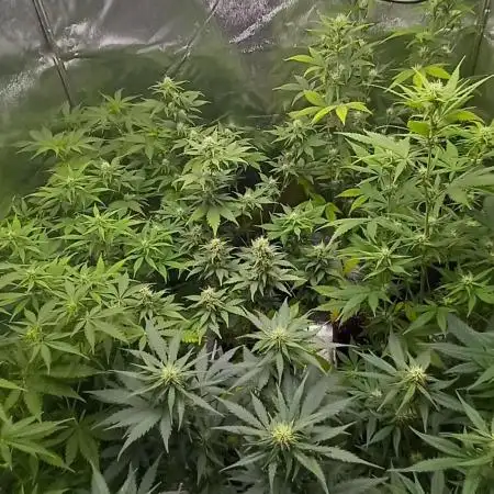 Cookies Kush Auto Barneys Farm
