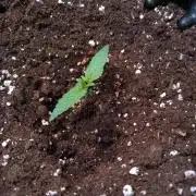 Thin Mint x Sour Pinot Auto Barneys Farm