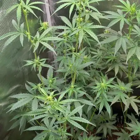 Blueberry Zkittlez Auto Sensi Seeds