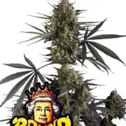 Pound Cake Auto Fastbuds