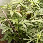 Sweet ZZ Auto Royal Queen Seeds