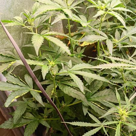 Sweet ZZ Auto Royal Queen Seeds