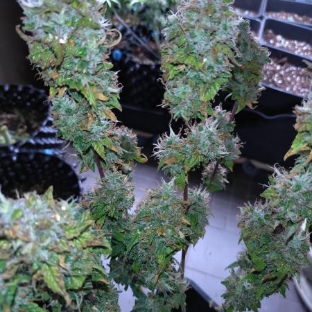 Pink (Purple) Runtz Auto RQS