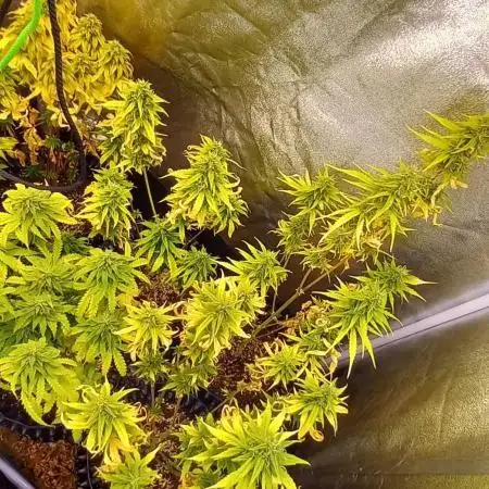 Grandmommy Purple Auto Herbiesseeds