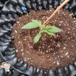 Guava Auto Fastbuds