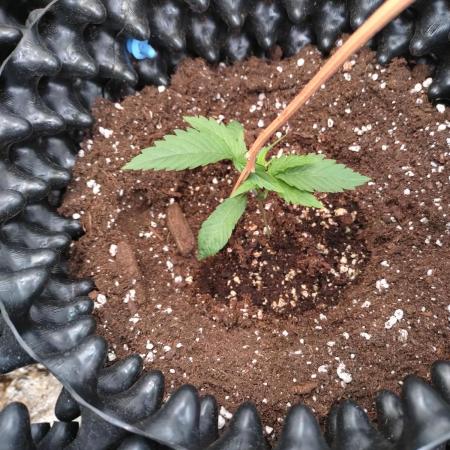 Guava Auto Fastbuds