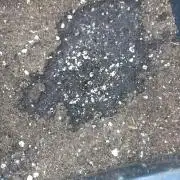 Gelato 44 Tyson 2.0 x RQS