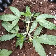 Thin Mint x Sour Pinot Auto Barneys Farm