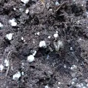 Strawberry Cheesecake Auto Barneys Farm