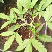 Mango Cherry Runtz Fastbuds