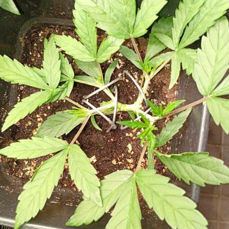 Mango Cherry Runtz Fastbuds