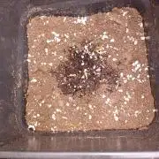Lemon Tree Auto Fastbuds