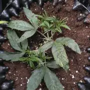 Thin Mint x Sour Pinot Auto Barneys Farm