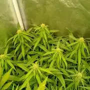 Glowberry Rush Auto Anesia Seeds