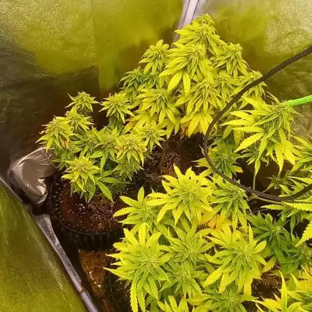 Gelato #33 Auto Advanced Seeds