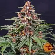 Runtz Auto Barneys Farm