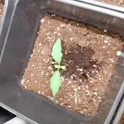 Guava Runtz Auto Fastbuds