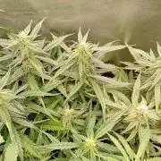 Big Bud Auto Fastbuds
