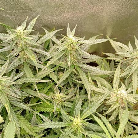 Big Bud Auto Fastbuds