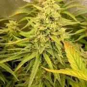 Apple Strudel Auto Fastbuds