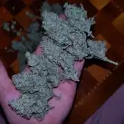 Guava Auto Fastbuds Cup Winner🏆