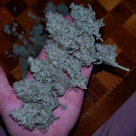 Guava Auto Fastbuds Cup Winner🏆