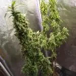 Wedding Cake Auto Barneys Farm