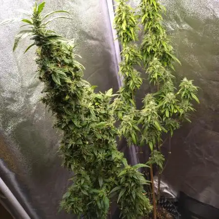 Wedding Cake Auto Barneys Farm
