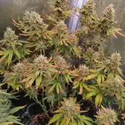 Pink Runtz Auto RQS