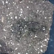 Green Gelato P#2 Royal Queen Seeds