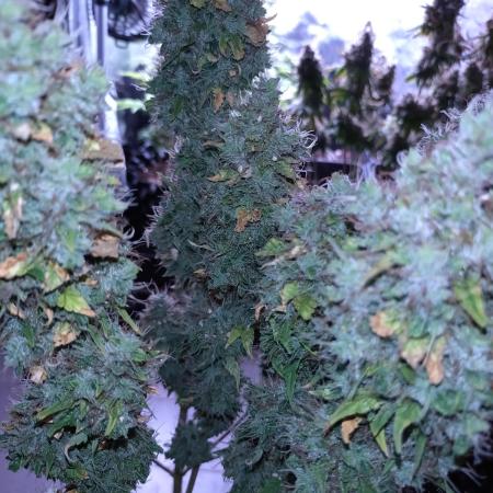 Gelonade (Purple) Auto Zamnesia