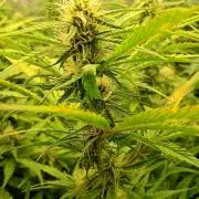 Mango Cherry Runtz Auto Fastbuds