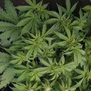 Strawberry Cheesecake Auto Barneys Farm